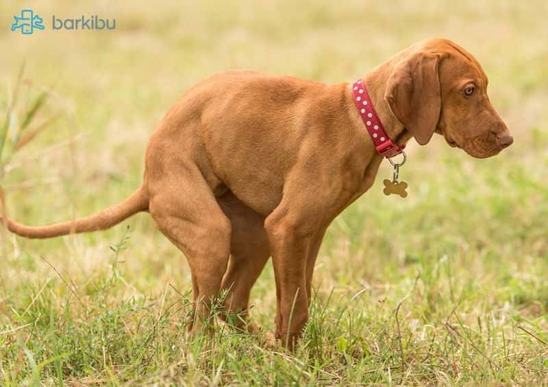 causas de heces con sangre en perros